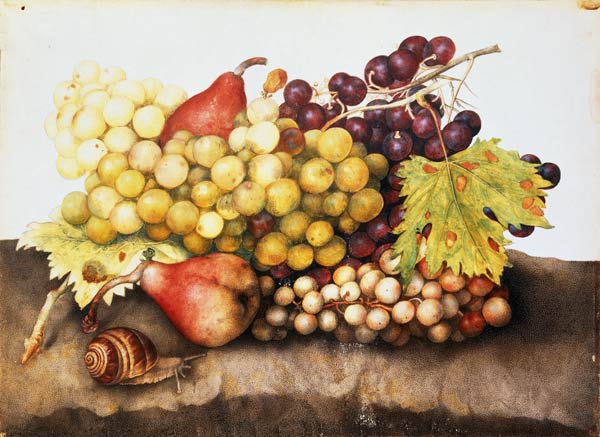G.Garzoni / Still life with grapes. van Giovanna Garzoni