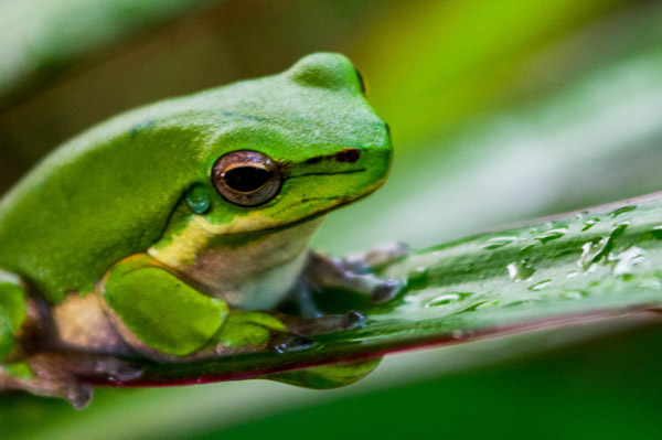 Australian Tropical Frog 1 van Giulio Catena