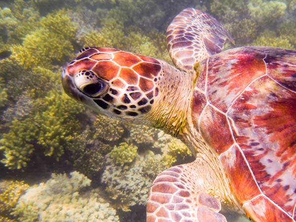 Australian Tropical Reef Turtle 1 van Giulio Catena