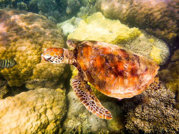Australian Tropical Reef Turtle 2 van Giulio Catena