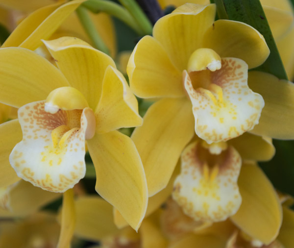 Orchid 6 van Giulio Catena
