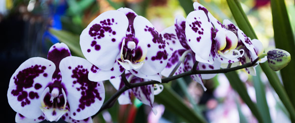 Orchid 8 van Giulio Catena