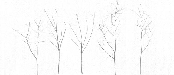 Territori Innevati - cinque alberi giorno van Giulio Cerocchi