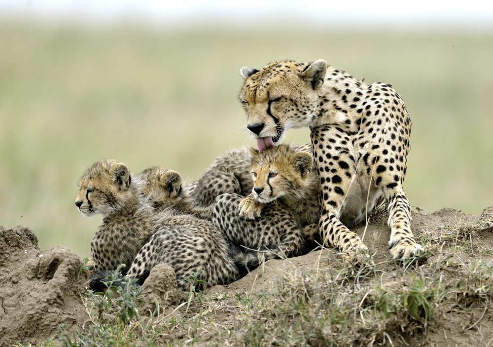 Cheetahs van Giuseppe D 'Amico