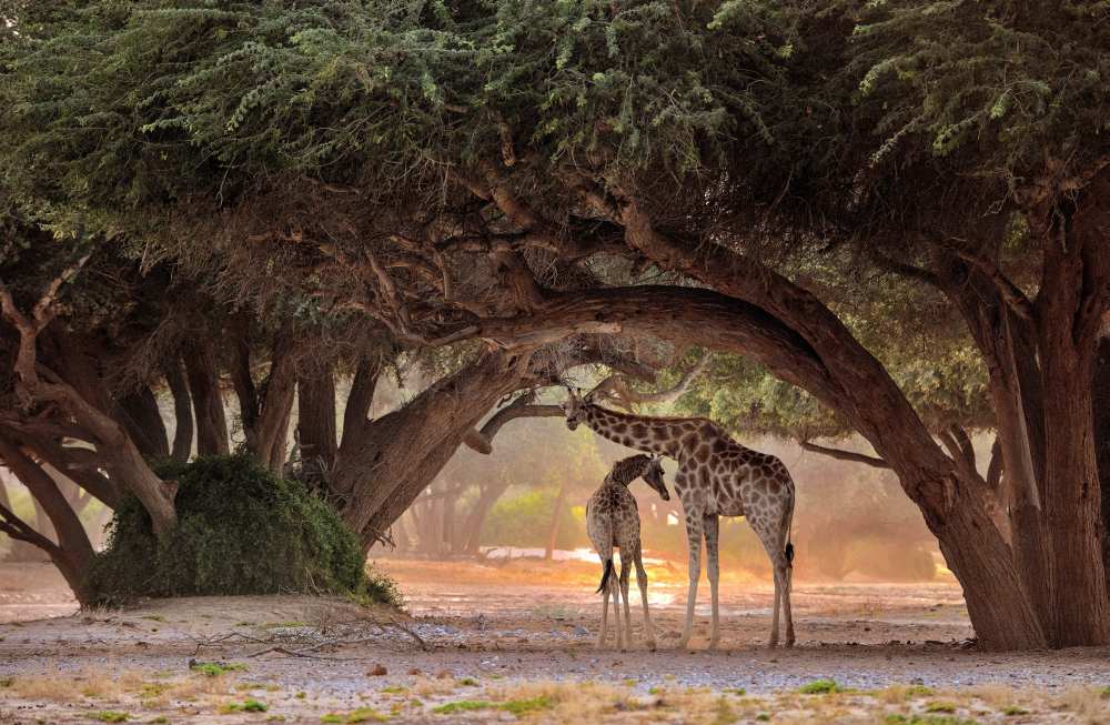 Giraffe - Namibia van Giuseppe D 'Amico
