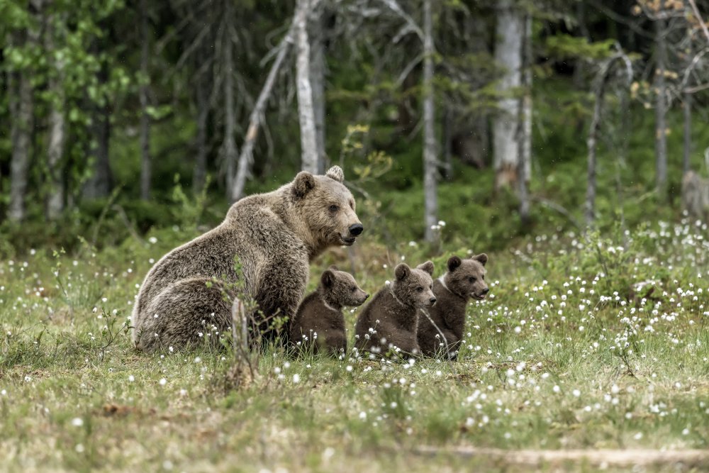 Family bears van Giuseppe DAmico