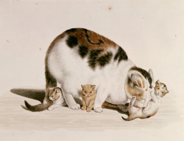 Katze mit drei Jungen van Gottfried Mind