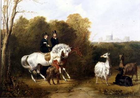 Queen Victoria (1819-1901) and Prince Albert (1819-61) Viewing the Llamas in the House Park, Windsor van Gourlay Steell