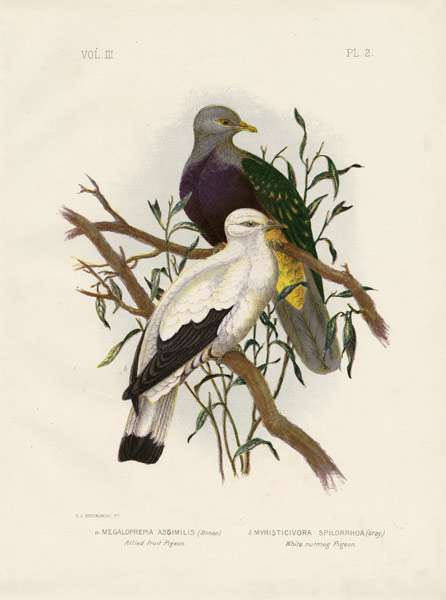 Allied Fruit Pigeon Or Wompoo Fruit-Dove van Gracius Broinowski