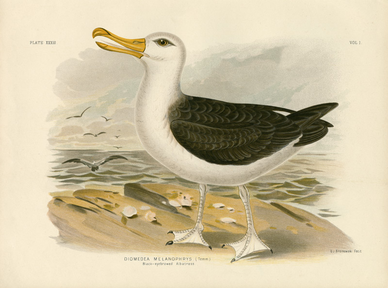 Black-Browed Albatross van Gracius Broinowski