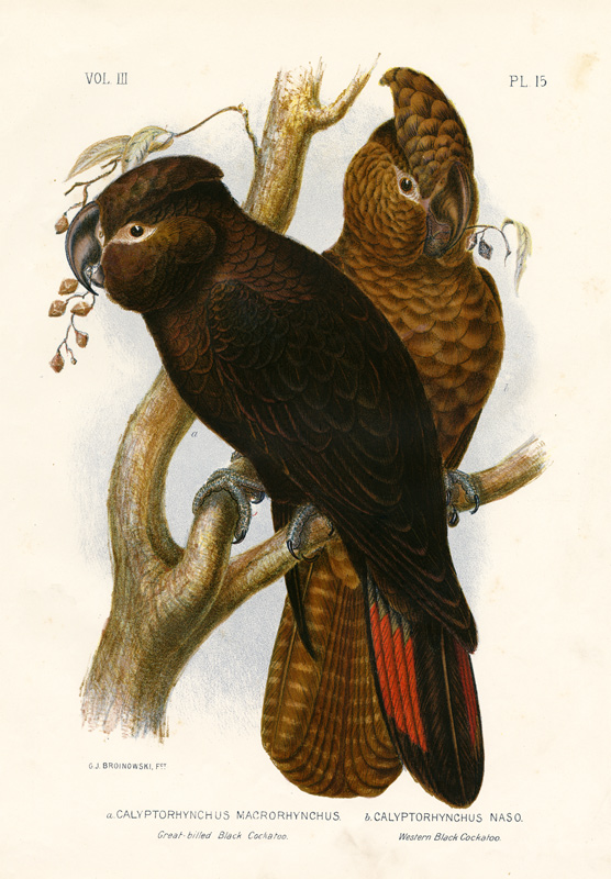 Great-Billed Black Cockatoo van Gracius Broinowski