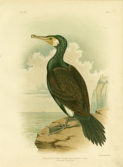 Australian Cormorant van Gracius Broinowski