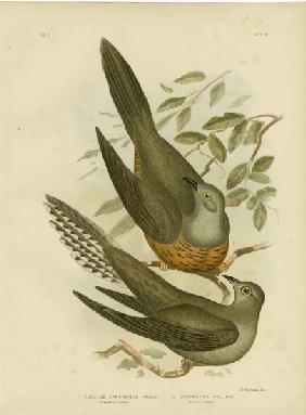 Australian Cuckoo