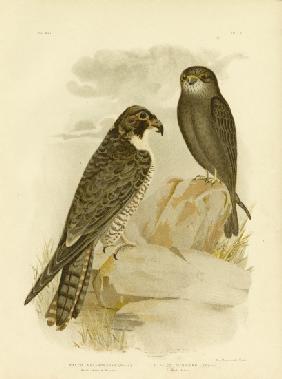 Black-Cheeked Falcon