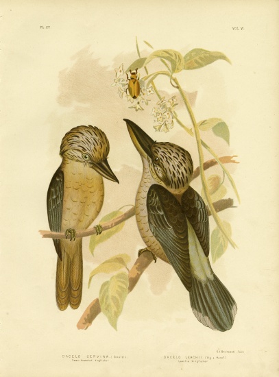 Fawn-Breasted Kingfisher van Gracius Broinowski