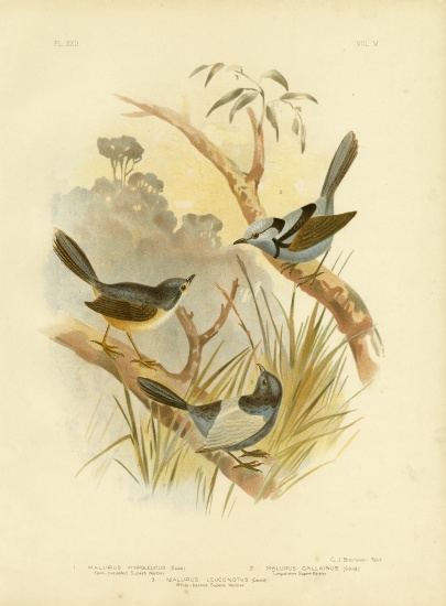 Fawn-Breasted Superb Warbler van Gracius Broinowski