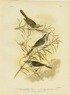 Fulvous-Fronted Honeyeater