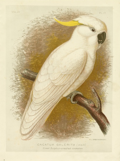 Great Sulphur-Crested Cockatoo van Gracius Broinowski