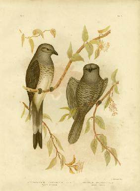 Ground Graucalus Or Ground Cuckoo Shrike