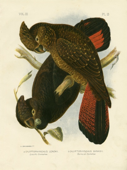 Leach'S Cockatoo van Gracius Broinowski