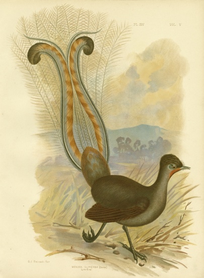 Lyrebird van Gracius Broinowski