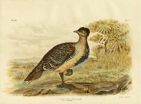 Native Pheasant Or Malleefowl