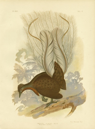 Prince Albert'S Lyrebird van Gracius Broinowski