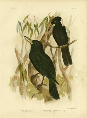 Quoy'S Crow-Shrike Or Black Butcherbird