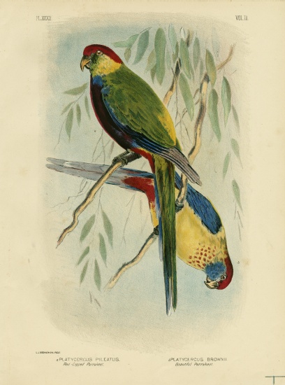 Red-Capped Parakeet van Gracius Broinowski