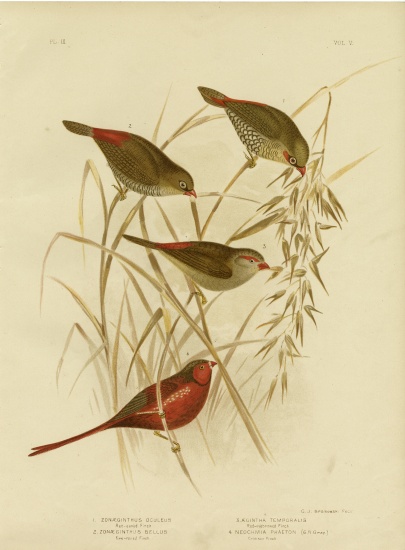 Red-Eared Finch van Gracius Broinowski