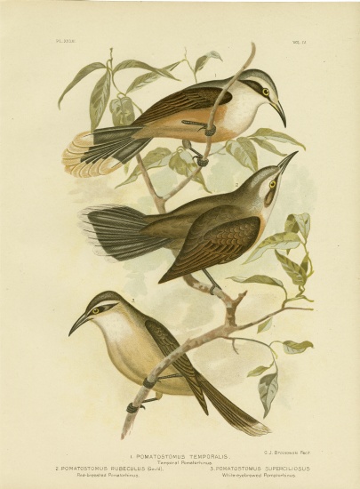 Temporal Pomatorhinus Or Gray-Crowned Babbler van Gracius Broinowski