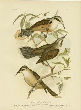 Temporal Pomatorhinus Or Gray-Crowned Babbler