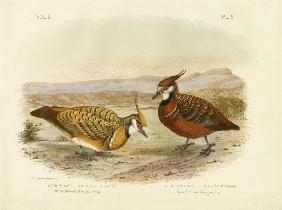 White-Bellied Bronzewing