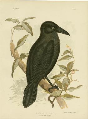 White-Eyed Crow Or Australian Raven