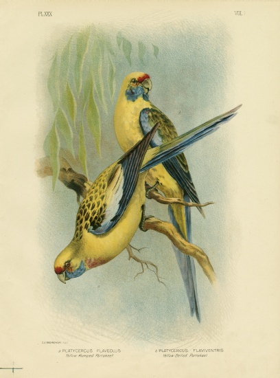 Yellow-Rumped Parakeet Or Yellow Rosella van Gracius Broinowski