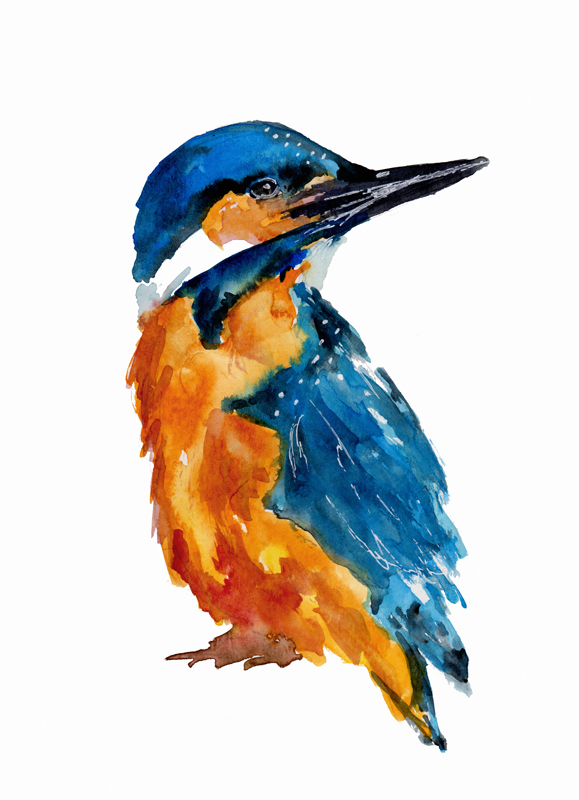 Little Kingfisher van Sebastian  Grafmann