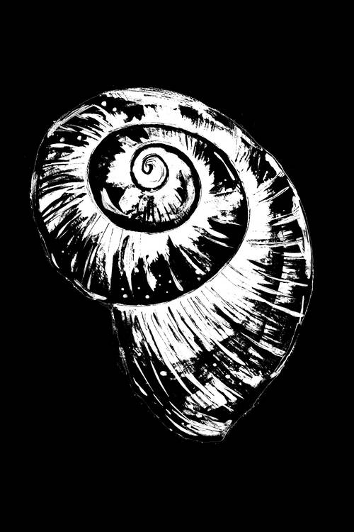 Black and White Spiral Snail Shell van Sebastian  Grafmann