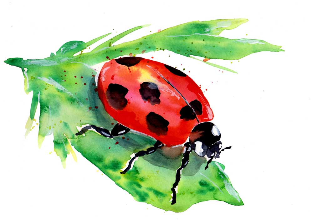 Ladybug On A Green Leaf van Sebastian  Grafmann