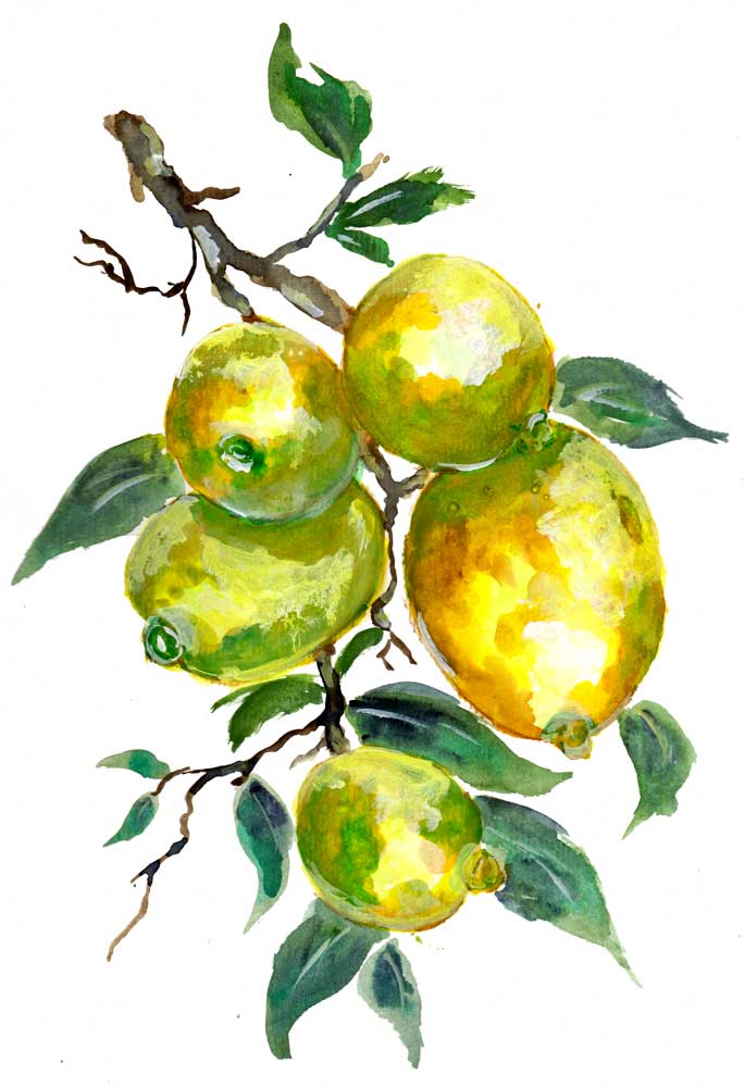 Lemon Fruits On A Tree Branch van Sebastian  Grafmann