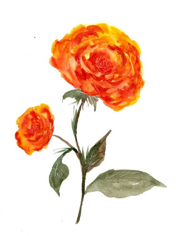 Orange Rosen van Sebastian  Grafmann