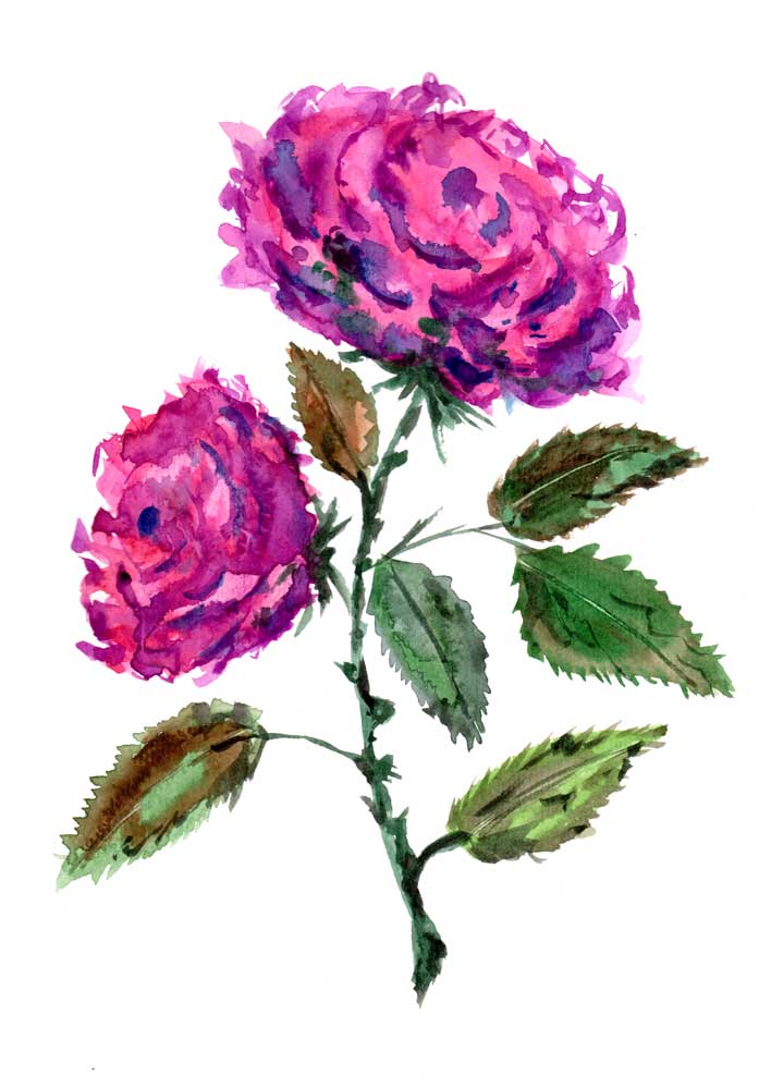 Purple Roses van Sebastian  Grafmann