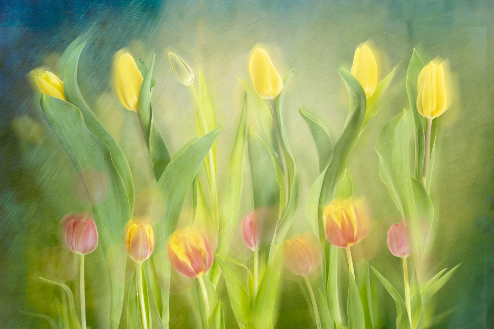 Dancing tulips van Greetje Van Son