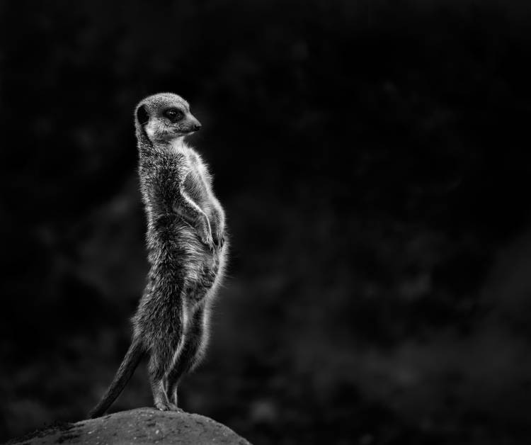 The meerkat van Greetje Van Son