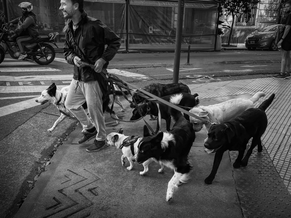 Dog walker and his dogs van Gu and Hongchao
