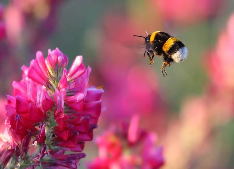 Bumble Bee van Guido Frazzini