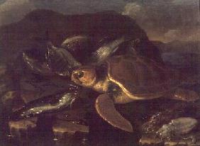 Still Life with a Fish and a Tortoise