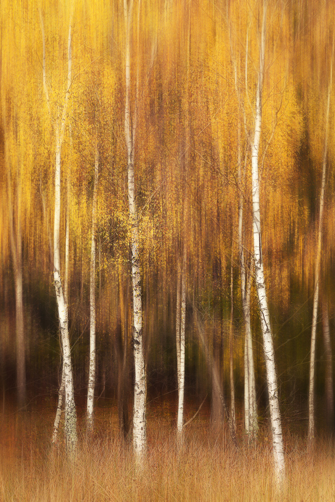 Autumn van Gustav Davidsson