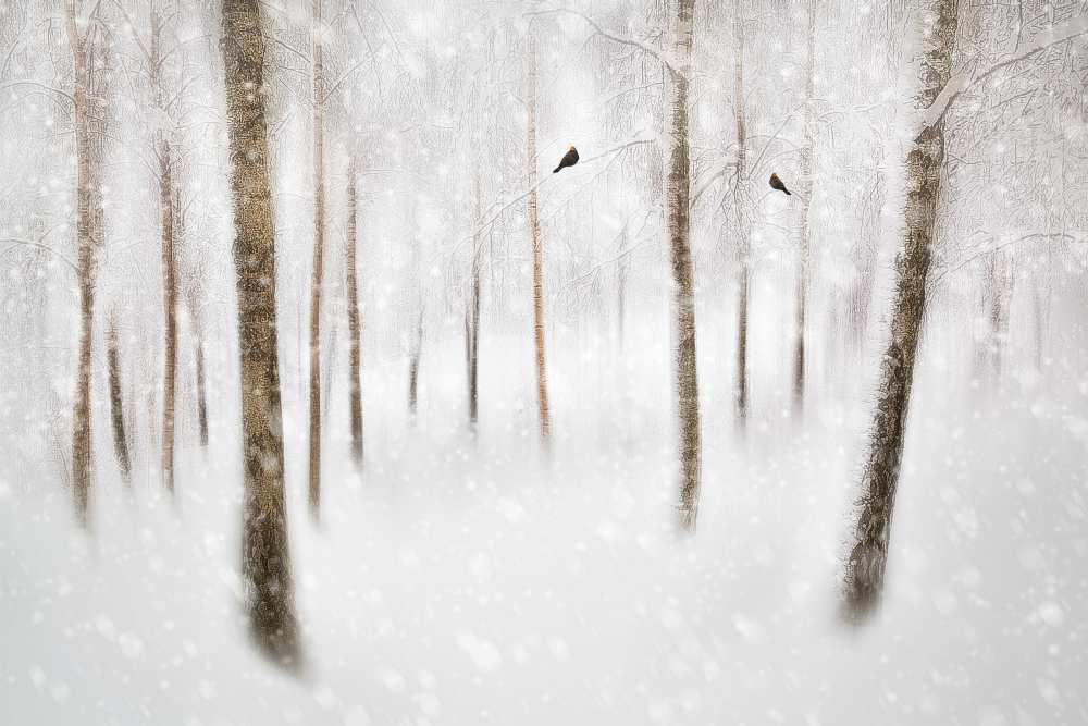 Winter Birches van Gustav Davidsson