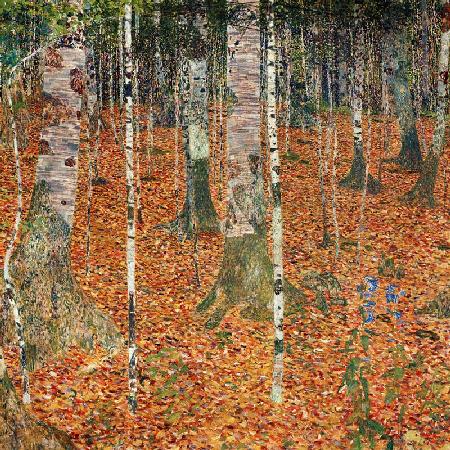 Birkenwald im Herbst.