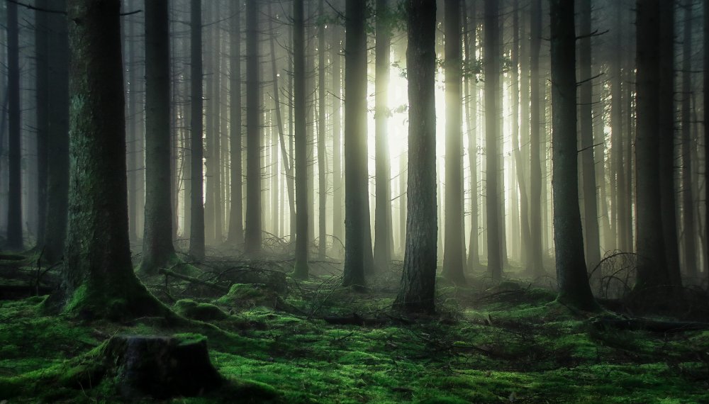 mystic forest van Guy Krier